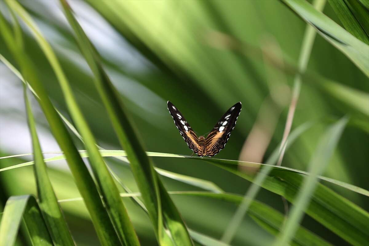 Şebi Arus için gelenler Konya’nın ünlü mekanında huzur bulacak 26